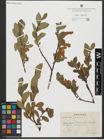 Foto von Salix hastata L.